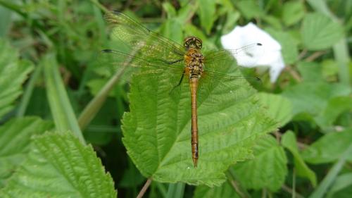 Sympetrum sanguineum